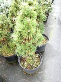 Borovica čierna Richard, Pinus nigra, 50 - 70 cm, kont. 10l