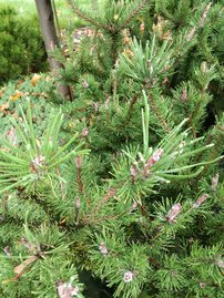 Borovica stočená Spaan´s Dwarf, Pinus contorta, 60 - 110 cm, kont. 3l