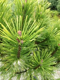 Borovica čierna  Globosum (na kmienku), Pinus nigra 40 - 90 cm, kont. 5l