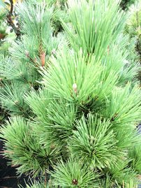 Borovica horská Misty, Pinus mugo, 90 - 100 cm, kont. 15l