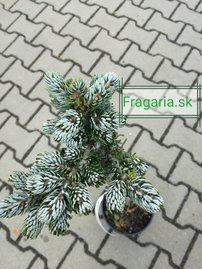 Jedla korejska Kohout’s Ice Breaker Abies koreana , kontajner C3 30-40 cm na kmienku
