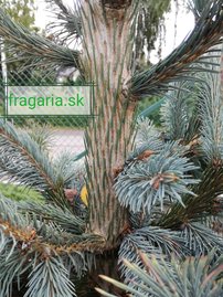 Smrek Engelmannov, spp. Mexicana Pervana, Picea engelmannii, 40 – 50 cm, kontajner 3l