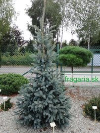 Smrek Engelmannov, spp. Mexicana Pervana, Picea engelmannii, 40 – 50 cm, kontajner 3l
