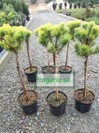 Borovica horská Carlsten´s  (na kmienku), Pinus mugo 80 - 100 cm, kont. 5l
