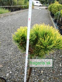 Borovica horská Carlsten´s  (na kmienku), Pinus mugo 80 - 100 cm, kont. 5l