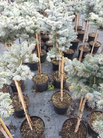 Smrek pichľavý Glauca Globosa (na kmeni), Picea pungens 30 - 35 cm, kont. 3l