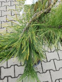 Borovica hustokvetá Pendula, Pinus densiflora, 35 - 50 cm, kont. 5l