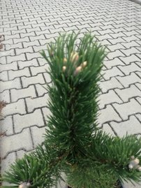 Borovica čierna Oregon Green, Pinus nigra, 40 – 50 cm, kontajner 5l