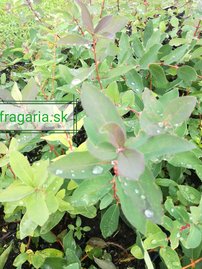 Zemolez kamčatský Wojtek, Lonicera kamtschatica 20 - 30 cm, kont. 0,5l