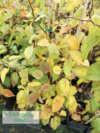 Schizandra čínska Henryi, Schisandra chinensis kont. 2 l