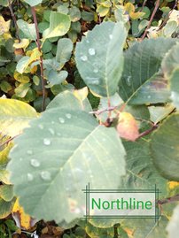 Muchovník jelšolistý Northline , Amelanchier alnifolia kont. 0,5 l