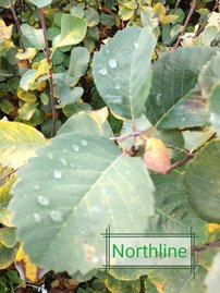 Muchovník jelšolistý Northline , Amelanchier alnifolia kont. 5 l, + 150 cm