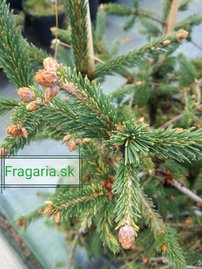 Smrek obyčajný Finedonensis, Picea abies 30 - 40 cm, kont. 3l