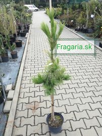Borovica hustokvetá Pendula, Pinus densiflora, 35 - 50 cm, kont. 5l