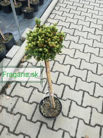 Smrek obyčajný Van Bemmel Dwarf, 35 – 40 cm na kmienku, kontajner 3L