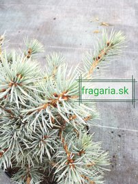 Smrek pichľavý Mecki, Picea pungens 30 - 40 cm, kont. 5l