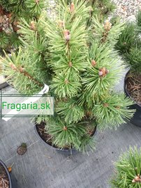 Borovica horská Alpenzwerg, Pinus mugo 50 - 55 cm, kont. 5l