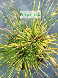 Borovica thunbergová Shirome Janome, Pinus thunbergii, 30 - 35 cm, kont. 5l