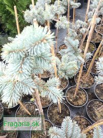 Smrek pichľavý Bialobok na kmienku, Picea pungens 50- 55 cm, kont. 3l