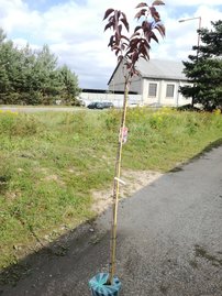 Čerešňa pilovitá Royal Burgundy, Prunus serrulata 120 - 180 cm, kont. 3I