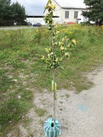 Brest holandský Wredei, Ulmus x Hollandica Wredei. 160 – 180 cm, kontajner 5l