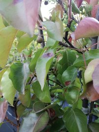 Hruška Calleryova Chanticleer, Pyrus calleryana  90 – 120 cm, kontajner 3l