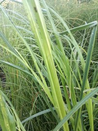 Kortadéria pampová Rosea, Cortaderia selloana, 10 – 100 cm, kontajner 2l