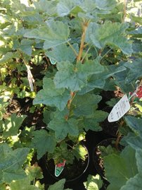 Ríbezľa červená Jonkheer van Tets, Ribes rubrum kon. 2,5l