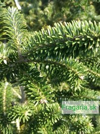 Jedľa kórejská  Brevifolia  Abies koreana 30 - 70 cm. kont. 3l