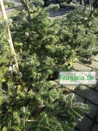 Jedľa kórejská  Brevifolia  Abies koreana 30 - 70 cm. kont. 3l