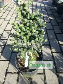 Jedľa kórejská  Brevifolia  Abies koreana 30 - 70 cm. kont. 3l