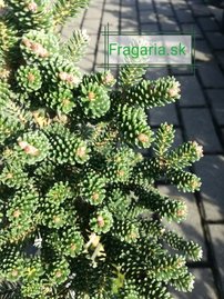 Jedľa kórejská  Brevifolia  Abies koreana 30 - 70 cm. kont. 3l