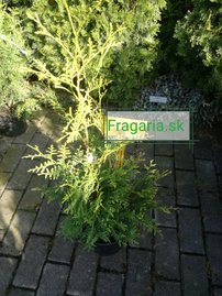 Tuja riasnatá Sunshine, Thuja plicata, 60 - 70 cm, kont. 3l