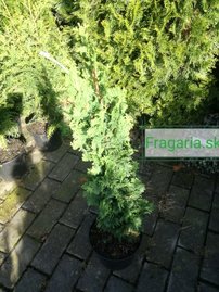 Tuja západná Strasbourg, Thuja occidentalis 40 - 60 cm, kont. 3l