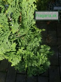 Tuja západná Strasbourg, Thuja occidentalis 40 - 60 cm, kont. 3l