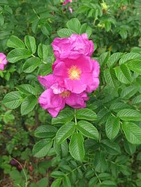 Ruža vráskavá, Rosa rugosa, 30 – 45 cm, kontajner 3l