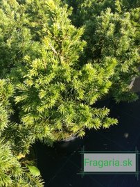 Smrek obyčajný Tompa, Picea abies 10 - 15 cm, kont. 3l