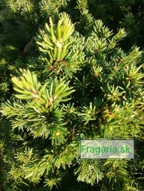 Smrek obyčajný Tompa, Picea abies 10 - 15 cm, kont. 3l