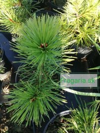 Borovica pancierová, Pinus leucodermis – heldreichii,   + 20 cm, kont. 3l