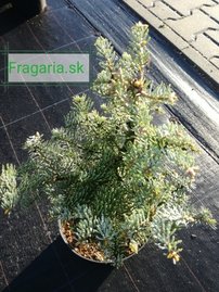 Jedľa srienistá Archer’s Dwarf, Abies concolor 30 - 40 cm, kont. 3l