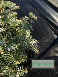 Jedľa srienistá Archer’s Dwarf, Abies concolor 30 - 40 cm, kont. 3l