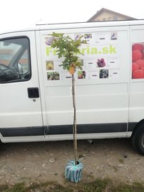Dub močiarný Green Dwarf, Quercus palustris 120 - 170 cm, kont. 7I