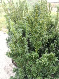 Tis prostredný Hillii, Taxus media 30 - 60 cm, kont. 3l