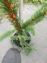 Smrek obyčajný Virgata, Picea abies 80 - 130 cm, kont. 10l