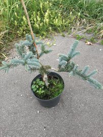 Jedľa ušlachtilá-modrá Glauca,  Abies procera 30 - 40 cm, kont. 3l
