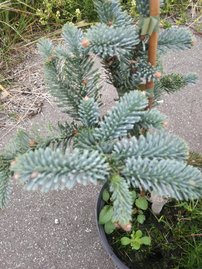Jedľa ušlachtilá-modrá Glauca,  Abies procera 30 - 40 cm, kont. 3l