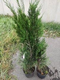 Borievka čínska Spartan, Juniperus chinensis 40 - 60 cm, kont. 2l
