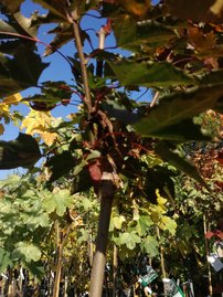 Javor mliečny Black Maja, Acer platanoides 150 - 180 cm, kont. 5l,