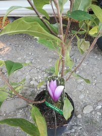 Magnólia Randy, Magnolia 40 - 60 cm, kont. 3l