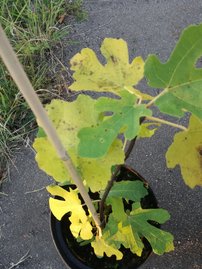 Figovník Brown Turkey, Ficus Carica, 90 – 100 cm, kontajner 3l